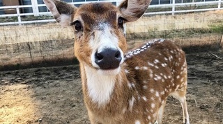 眠たいおめめのカンガルーさん 神戸どうぶつ王国 アウトサイドパーク 会いに行ける動物たち