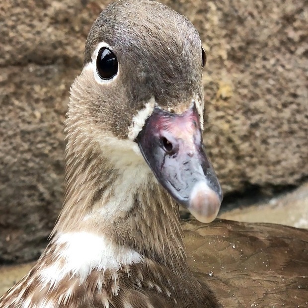 クリクリおめめの水鳥さん 神戸どうぶつ王国 アフリカの湿地 会いに行ける動物たち