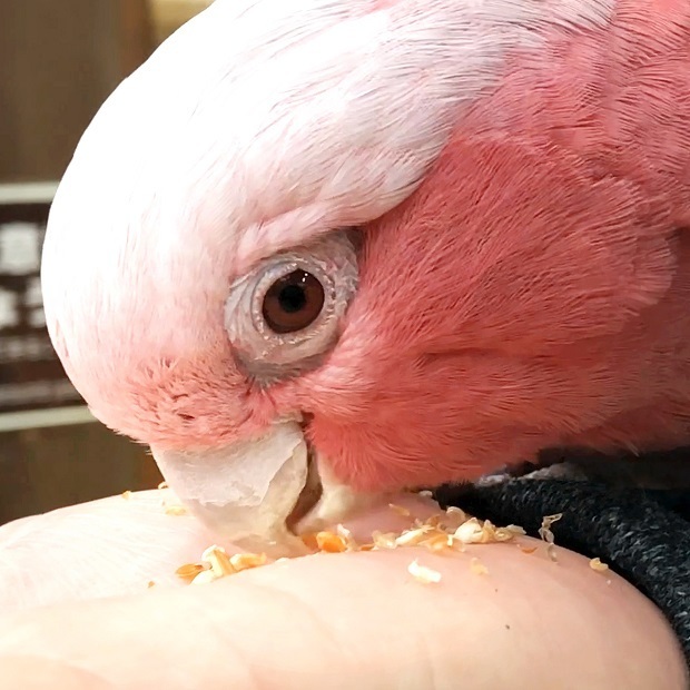 可愛いモモイロももちゃん【神戸どうぶつ王国】モモイロインコ: 会いに