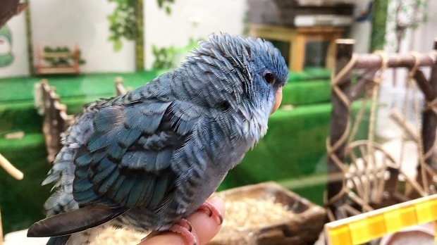 美しい瑠璃色のインコ Nalu 森ノ宮 小鳥ひろば サザナミインコ 会いに行ける動物たち