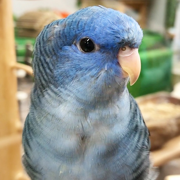 美しい瑠璃色のインコ Nalu 森ノ宮 小鳥ひろば サザナミインコ 会いに行ける動物たち