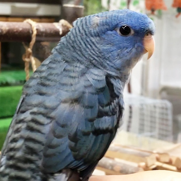 美しい瑠璃色のインコ Nalu 森ノ宮 小鳥ひろば サザナミインコ 会いに行ける動物たち