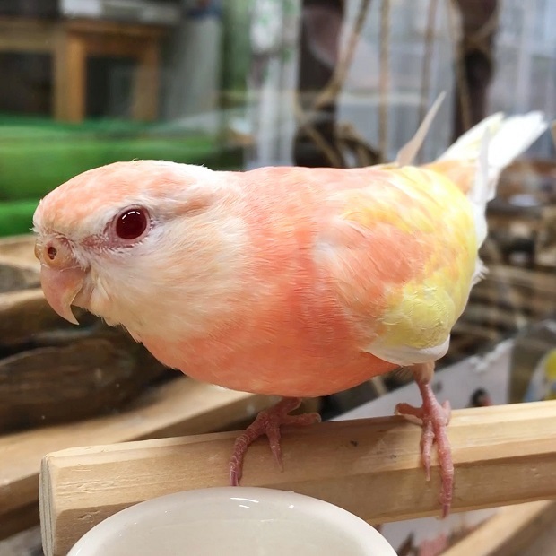 きれいなピンクのアキクサさん【森ノ宮 小鳥ひろば】アキクサインコ