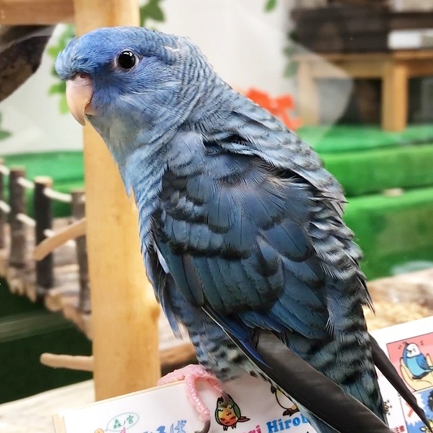 美しい瑠璃色のインコ Nalu 森ノ宮 小鳥ひろば サザナミインコ 会いに行ける動物たち