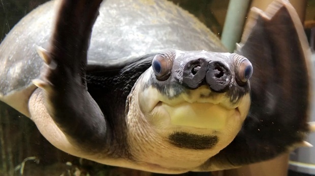 かわいいカメさん めっちゃさわれる動物園 スッポンモドキ 会いに行ける動物たち