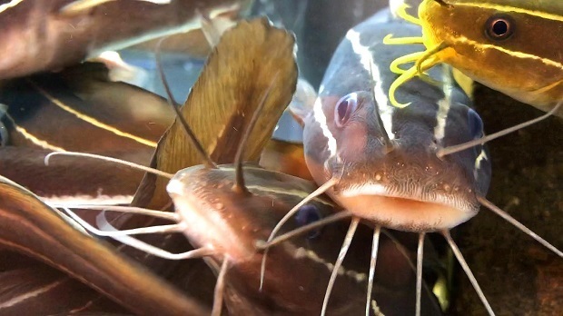 群れるゴンズイさん むろと廃校水族館 会いに行ける動物たち