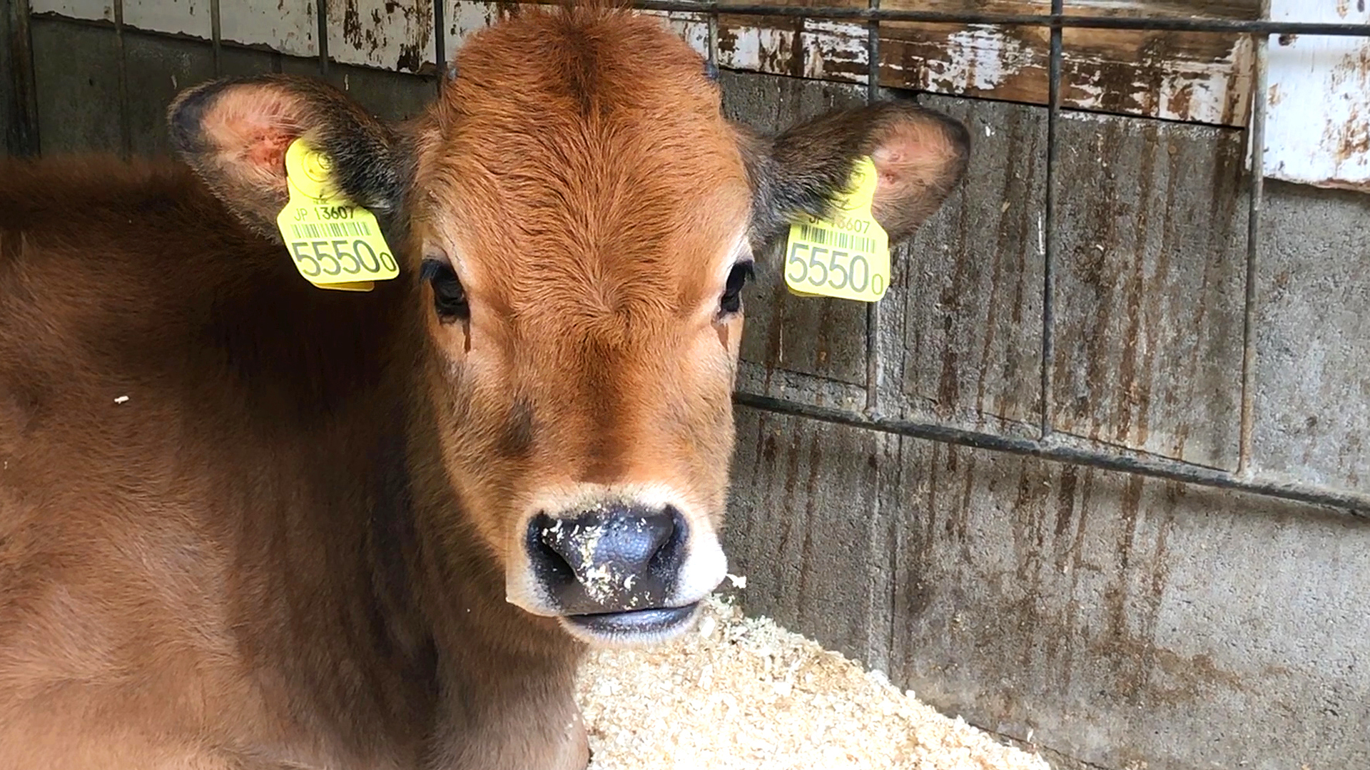 うしさんが好きなきなこちゃん 六甲山牧場 ジャージー牛 会いに行ける動物たち