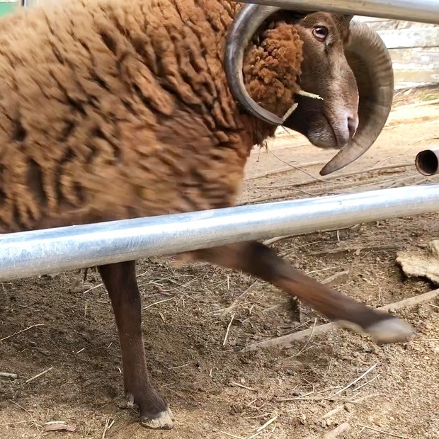 真似するむっちゃん【六甲山牧場】マンクスロフタン: 会いに行ける動物たち