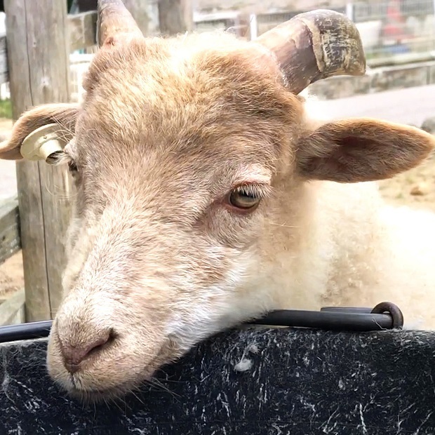 白黒仔羊さん【六甲山牧場】ブラック・ウェルシュ・マウンテン・シープ