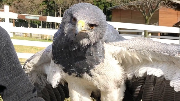 青い鷲 ヨーデルの森 ワシノスリ 会いに行ける動物たち