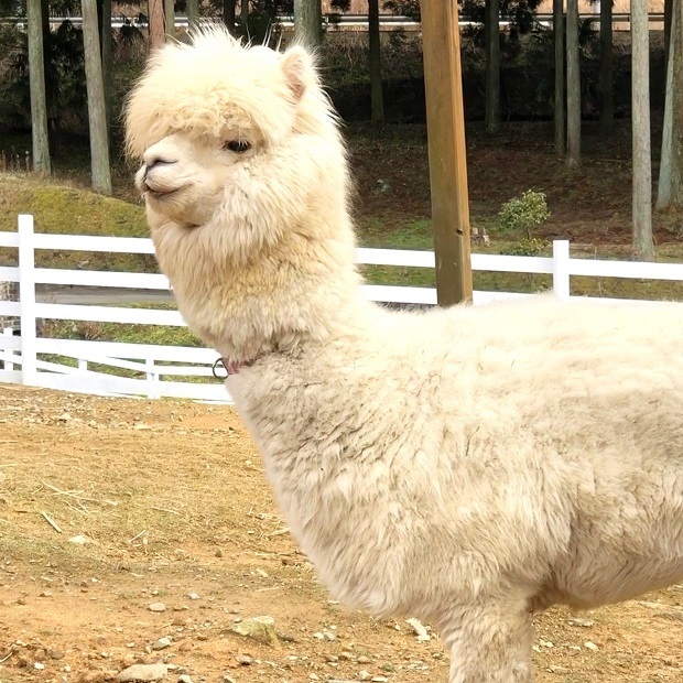 アルパカさん前見えてる ヨーデルの森 アルパカ広場 会いに行ける動物たち