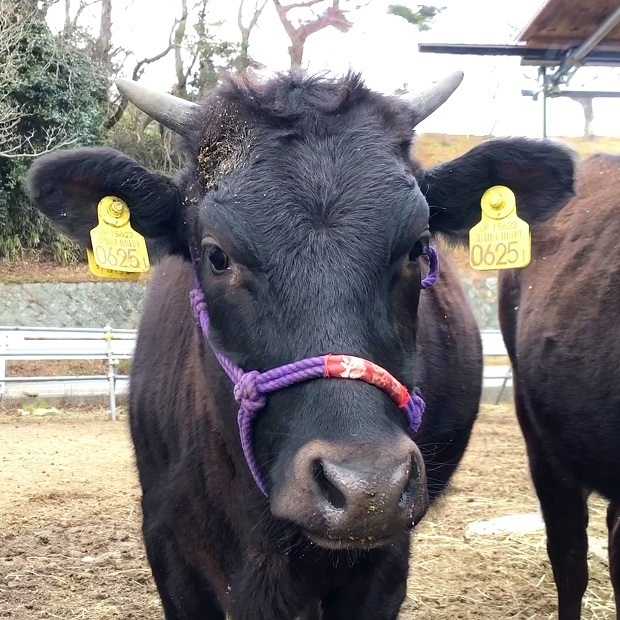 あっという間に大きくなる仔牛ちゃん【六甲山牧場】黒毛和牛: 会いに
