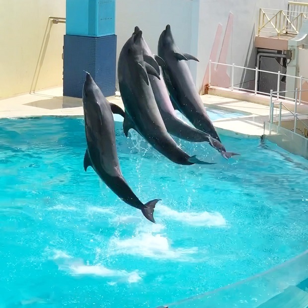 水族館 3 会いに行ける動物たち