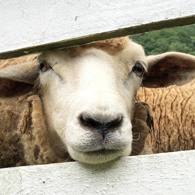 撫で撫でして欲しいひつじさん ヨーデルの森 ひつじさん 会いに行ける動物たち