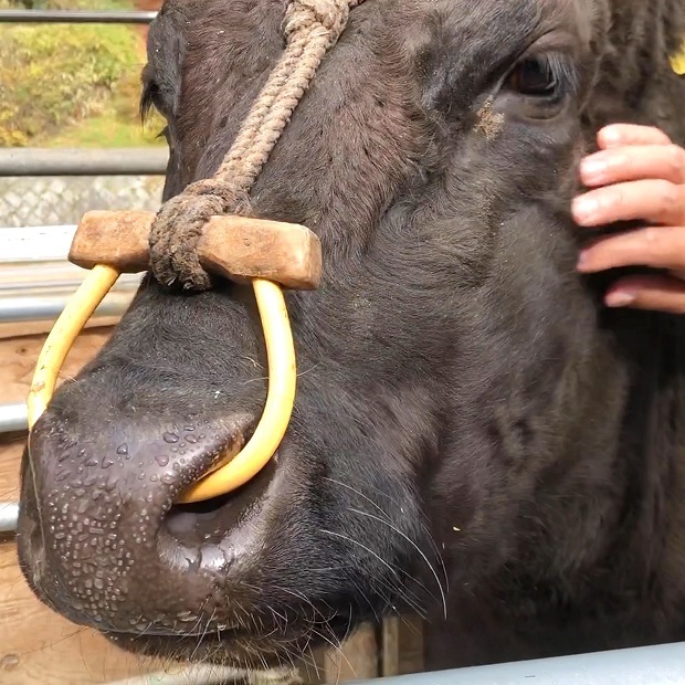 可愛い小町ちゃん 六甲山牧場 黒毛和牛 会いに行ける動物たち