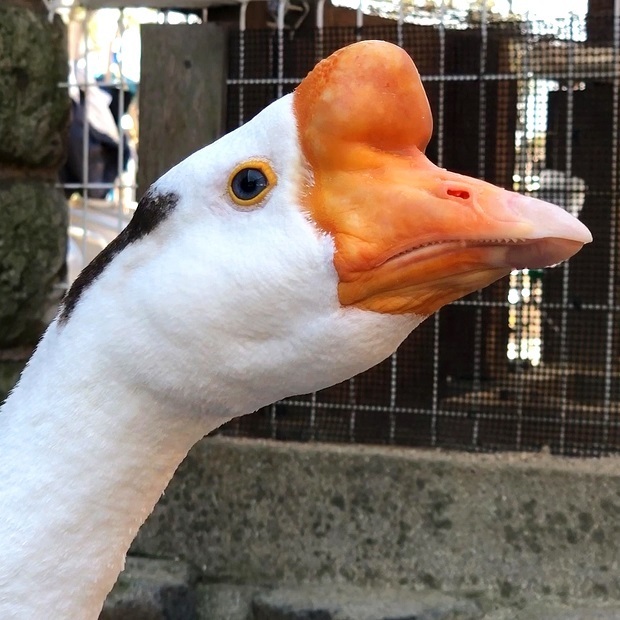 ガチョウのがっちゃん【王子動物園】ガチョウ: 会いに行ける動物たち