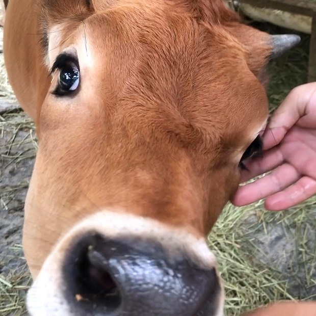 ベタベタに甘える仔牛ちゃん 六甲山牧場 ジャージー牛 会いに行ける動物たち