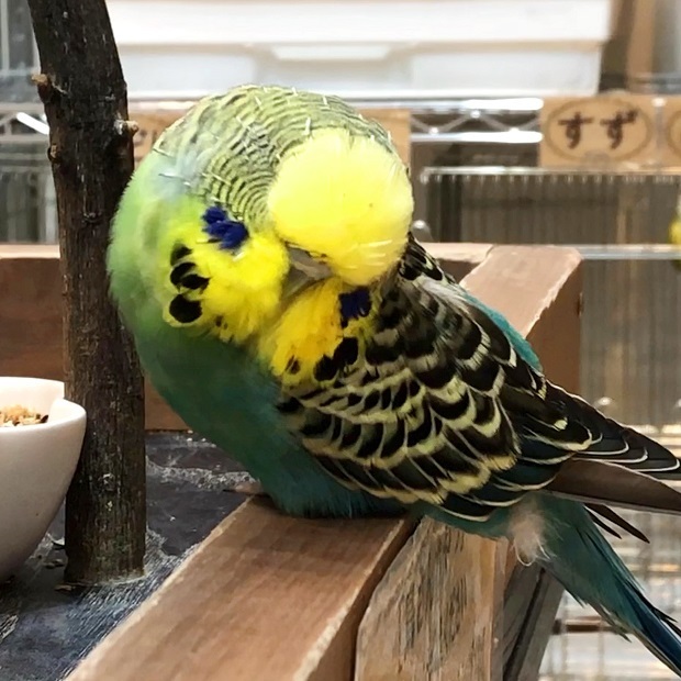 もふもふで可愛いりんちゃん Bird Cafe Oasis ジャンボセキセイインコ 会いに行ける動物たち
