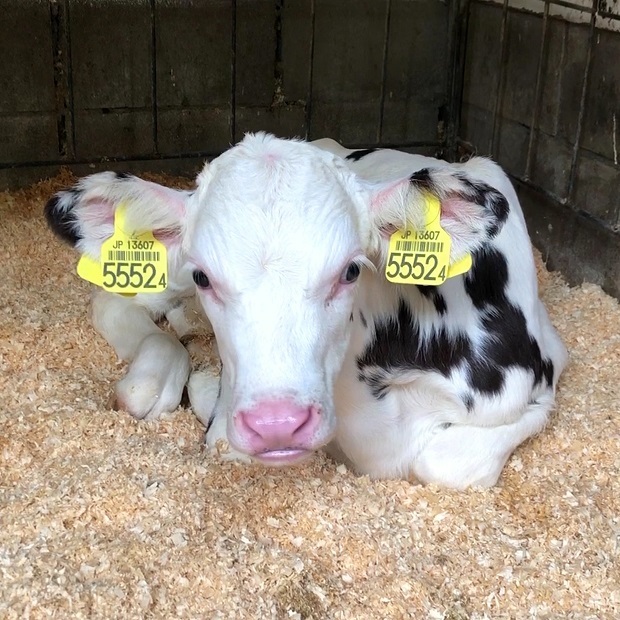 産まれたばかりの赤ちゃん牛 六甲山牧場 うしの保育園 会いに行ける動物たち