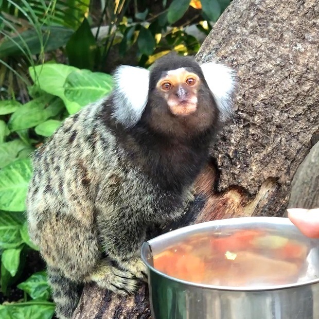 マーモセットさんお食事タイム 神戸どうぶつ王国 コモンマーモセット 会いに行ける動物たち