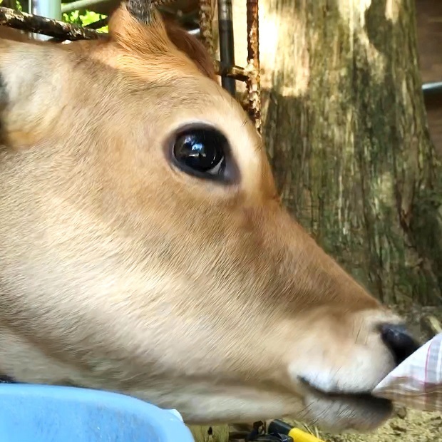 甘えるパンケーキちゃん 六甲山牧場 ジャージー牛 会いに行ける動物たち