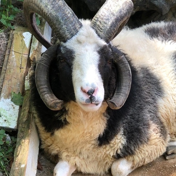 元祖 牛柄の羊 トムくん 六甲山牧場 ジャコブヒツジ 会いに行ける動物たち