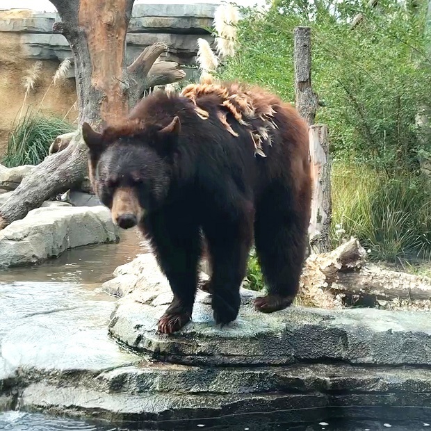 ペロペロするクマさん【神戸どうぶつ王国】アメリカクロクマ: 会いに