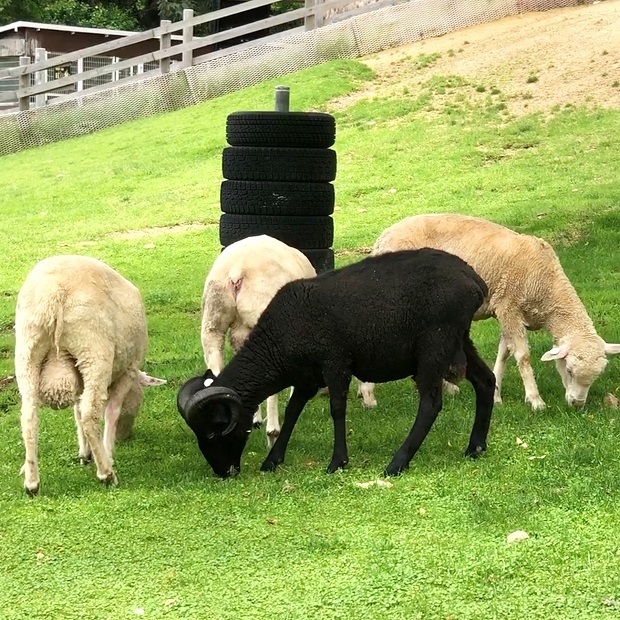 黒い羊【六甲山牧場】ひつじさん: 会いに行ける動物たち