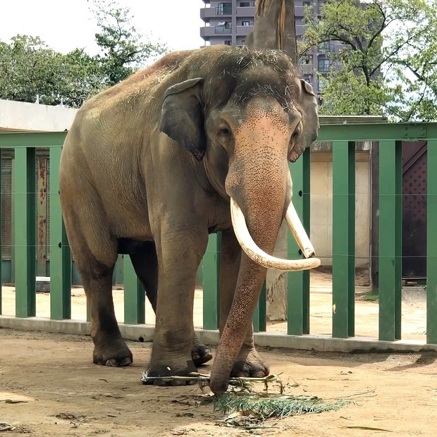 バリバリ食べるゾウのマック 王子動物園 アジアゾウ 会いに行ける動物たち