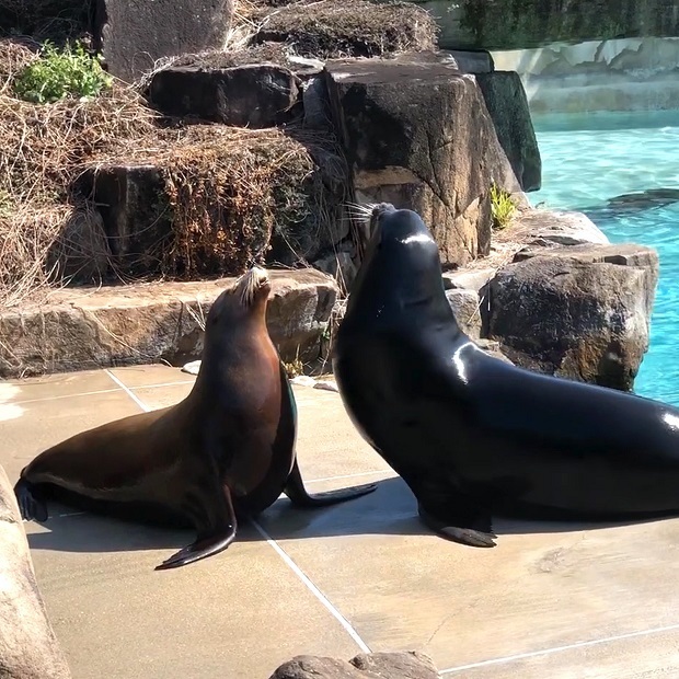 アシカの夫婦喧嘩 王子動物園 カリフォルニアアシカ 会いに行ける動物たち