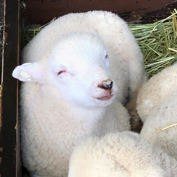 今年の仔羊さん 六甲山牧場 めん羊舎 会いに行ける動物たち