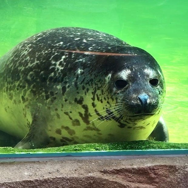 お外が気持ちいいアザラシさん【神戸どうぶつ王国】アクアバレー: 会いに行ける動物たち