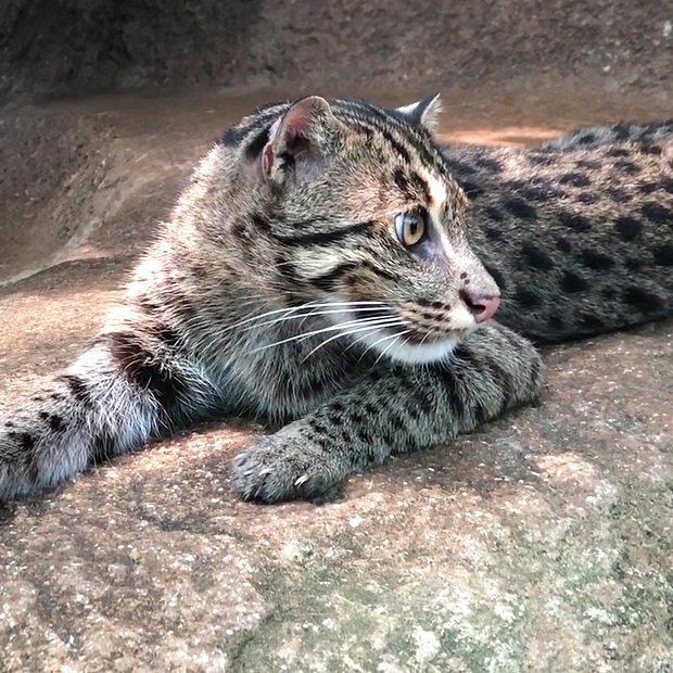 水辺の仲間たち 神戸どうぶつ王国 会いに行ける動物たち