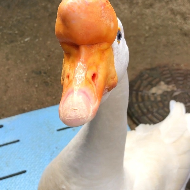 36.jpg