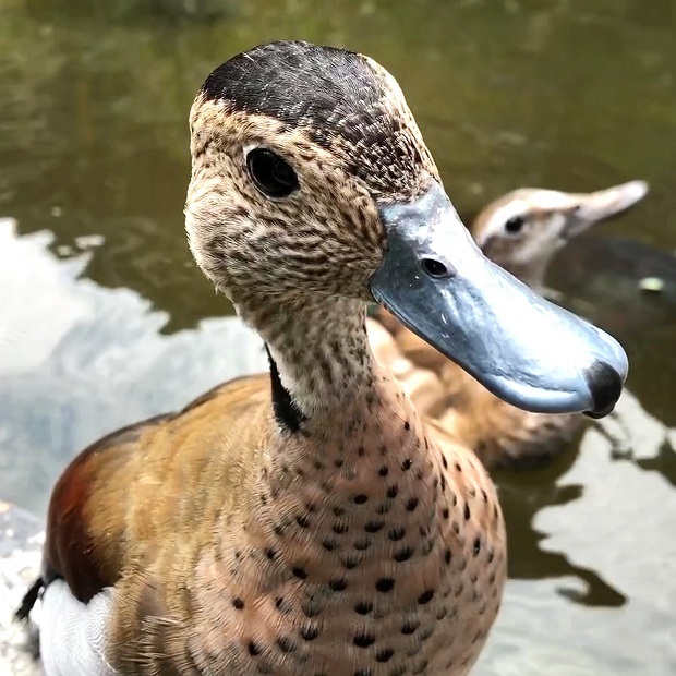 可愛いカモさんにエサやり 神戸どうぶつ王国 クビワコガモ 会いに行ける動物たち