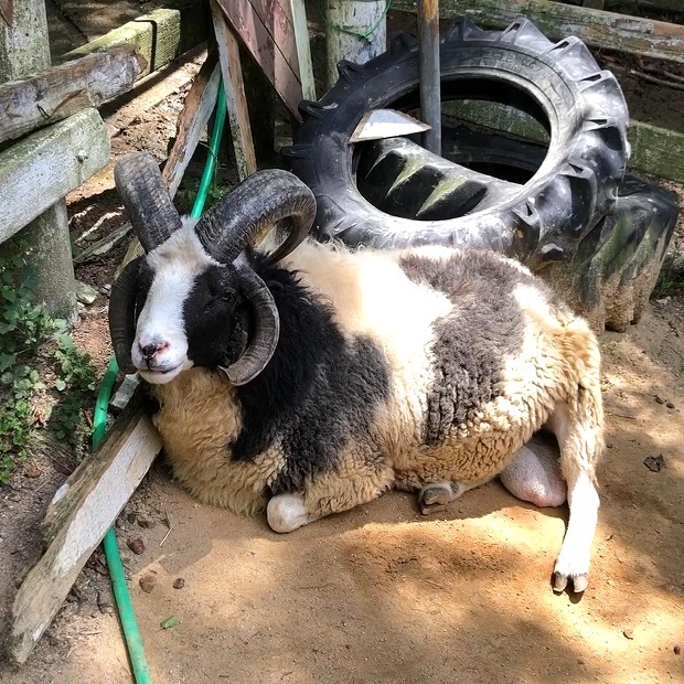 元祖“牛柄の羊”トムくん【六甲山牧場】ジャコブヒツジ: 会いに行ける 