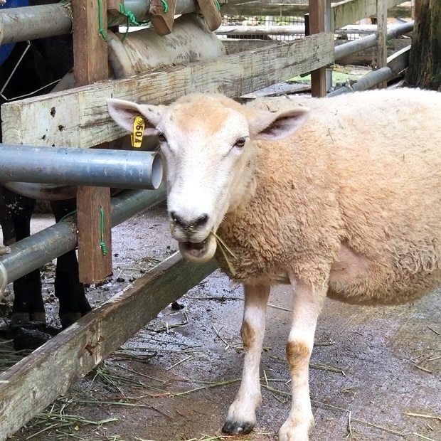 うしさんのご飯を狙うひつじさん 六甲山牧場 ひつじさん 会いに行ける動物たち