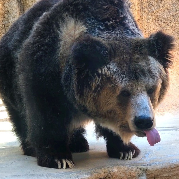 可愛いウマグマさん 王子動物園 チベットヒグマ 会いに行ける動物たち