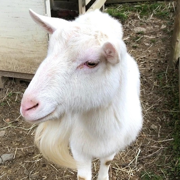 可愛いヤギのみかんちゃん 六甲山牧場 ヤギ 会いに行ける動物たち