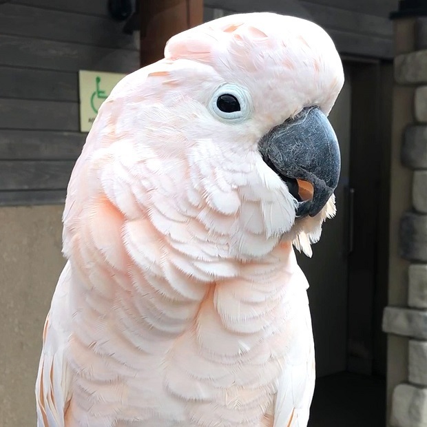 お名前を聞くセイラちゃん【ヨーデルの森】オオバタン: 会いに行ける動物たち