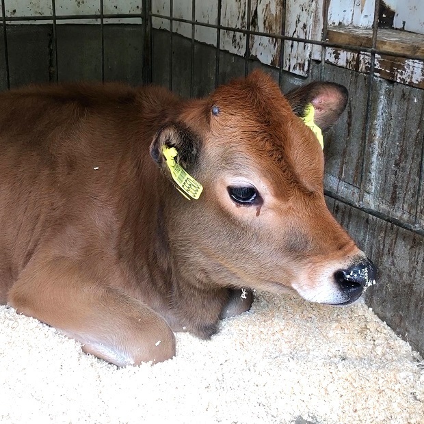 仔牛ちゃんも夢を見る 六甲山牧場 うしさん 会いに行ける動物たち