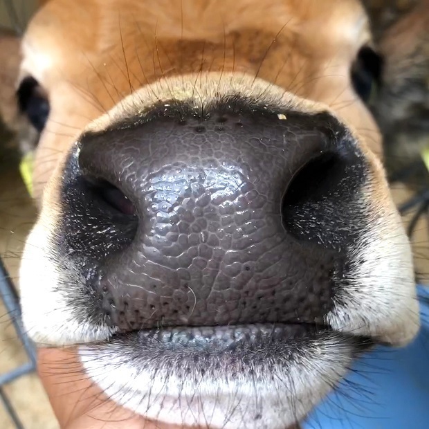 仔牛ちゃんあごクイ 六甲山牧場 うしの保育園 会いに行ける動物たち