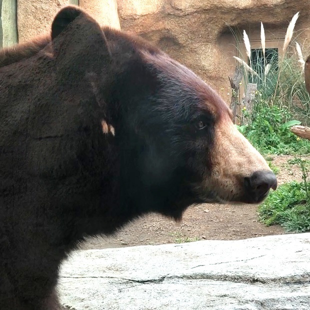 ペロペロするクマさん 神戸どうぶつ王国 アメリカクロクマ 会いに行ける動物たち