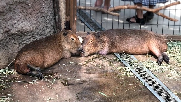 塩を枕に眠るカピバラさん【神戸どうぶつ王国】熱帯の森: 会いに行ける