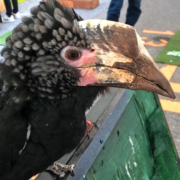 撫で撫ででうっとりするサイチョウさん 堀井動物園 ギンガオサイチョウ 会いに行ける動物たち