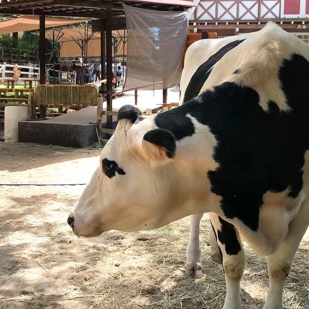 自分は馬だと思ってるうしさん【六甲山牧場】ランボルギーニ: 会いに