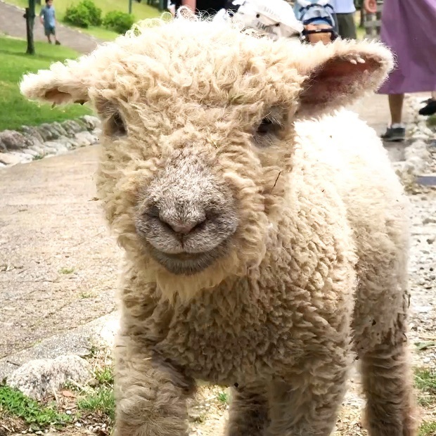 ママを探す仔羊ちゃん【六甲山牧場】ひつじさん: 会いに行ける動物たち