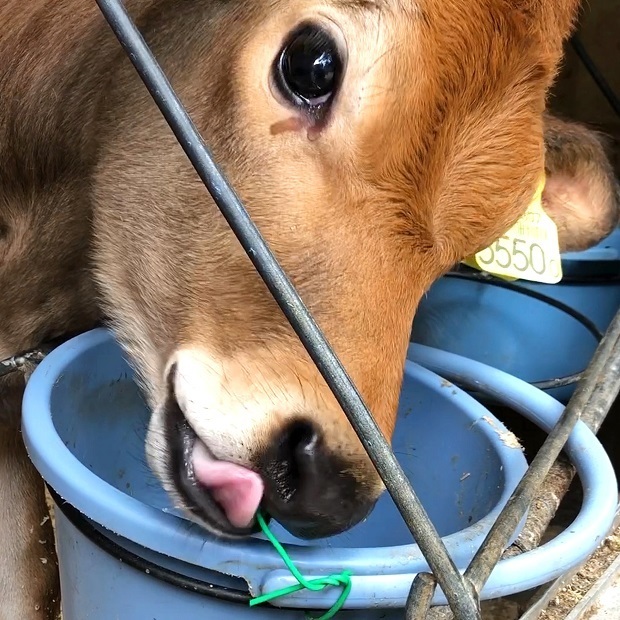 仔牛ちゃんあごクイ 六甲山牧場 うしの保育園 会いに行ける動物たち