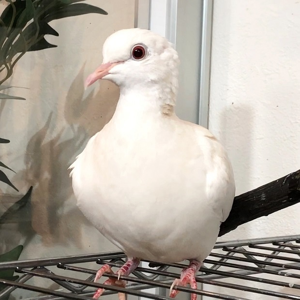 ふるふるするハトさん Bird Cafe Oasis ギンバト 会いに行ける動物たち