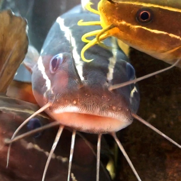 群れるゴンズイさん むろと廃校水族館 会いに行ける動物たち